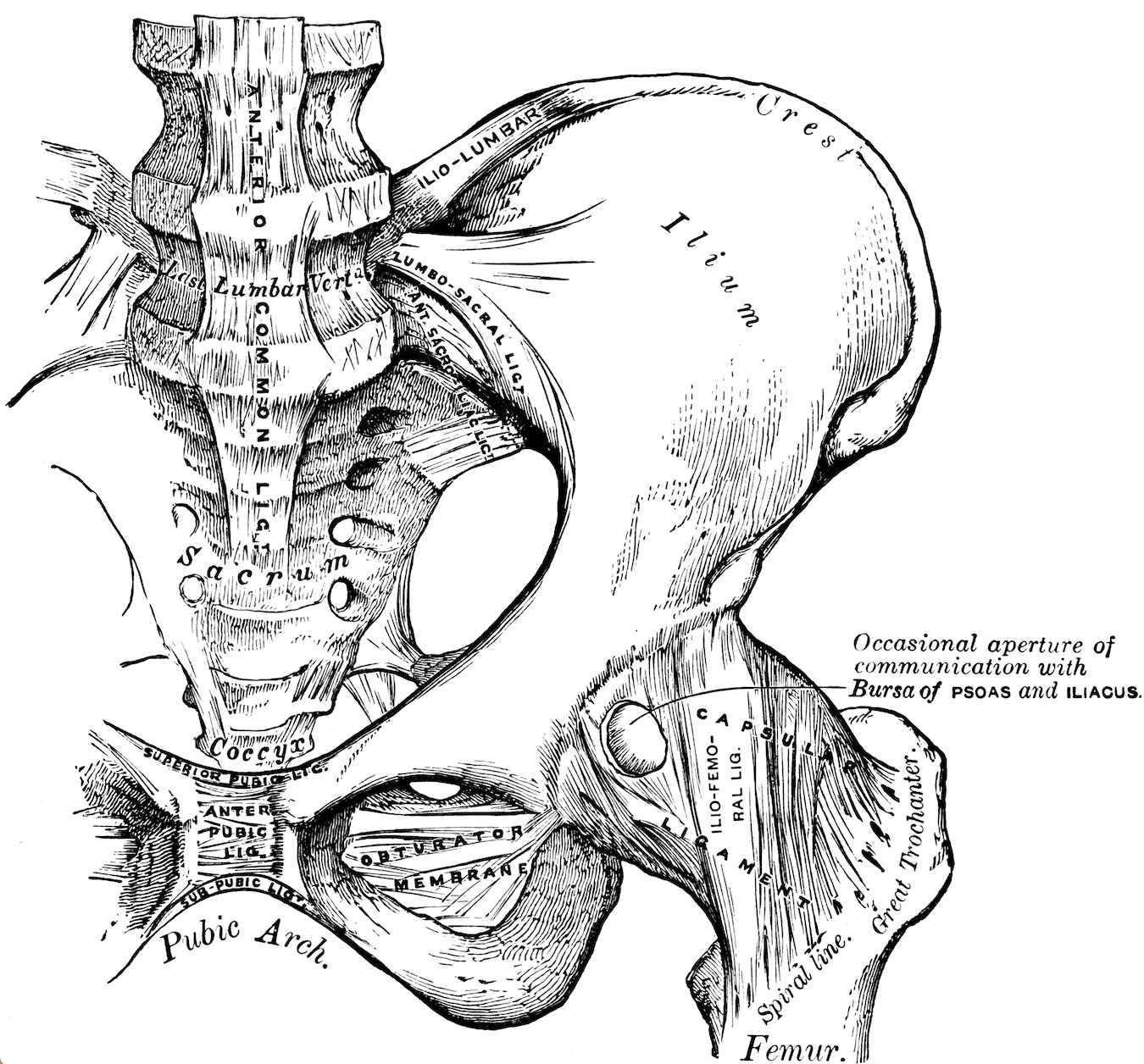 Pelvic Pain Treatment, Lisa Few